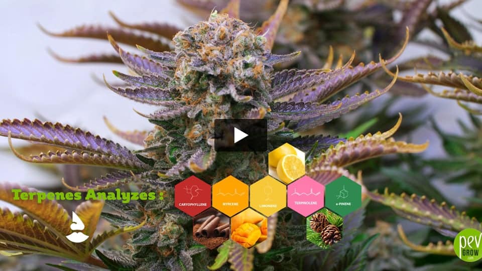 Vídeo: Tangerine Dream Spain Bulk Seeds