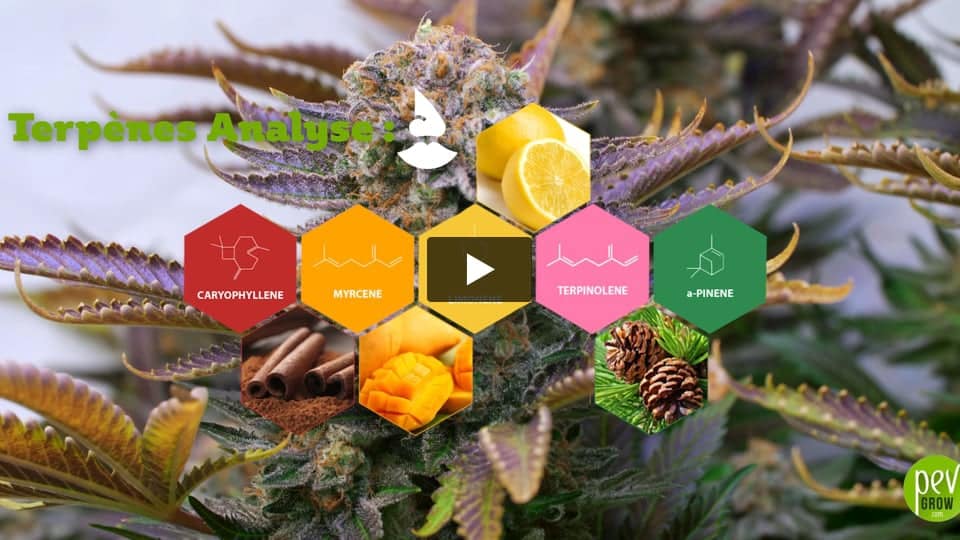 Vidéo: Tangerine dream Spain Bulk Seeds