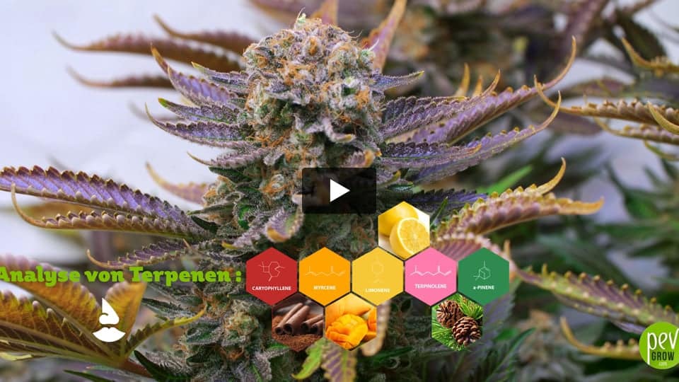 Video: Tangerine Dream Spain Bulk Seeds