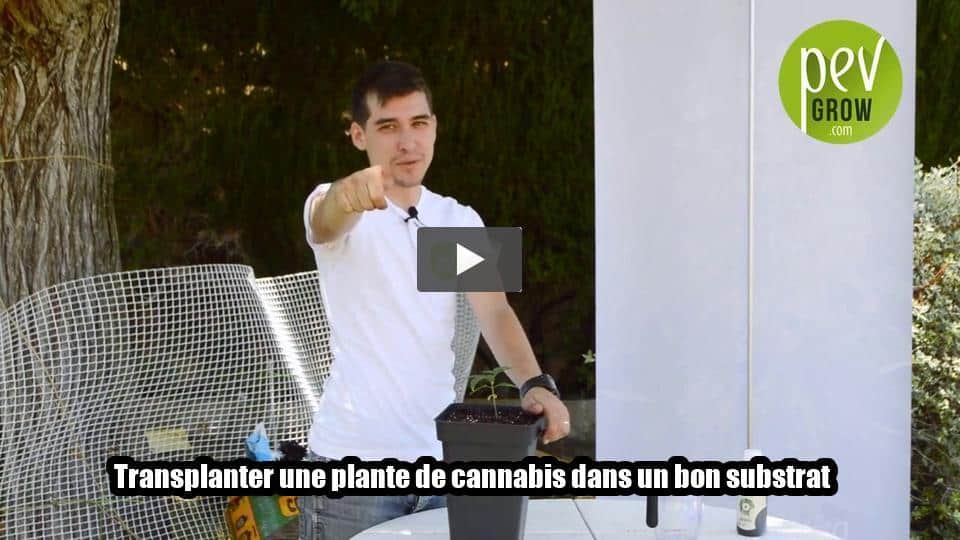 Vidéo: Transplanter une plante de cannabis dans un bon substrat