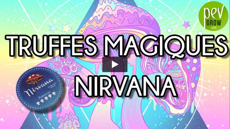 Vidéo: Truffes Magiques Nirvana