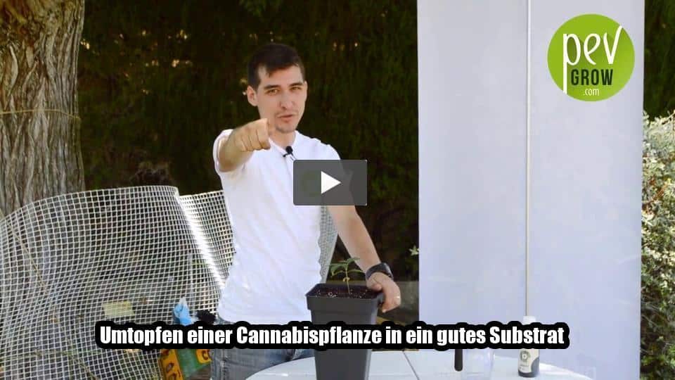 Video: Umtopfen einer Cannabispflanze in ein gutes Substrat