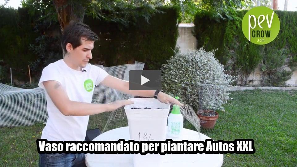 Video: Vaso raccomandato per piantare Autos XXL