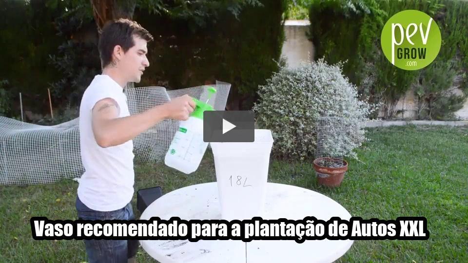 Vídeo: Vaso recomendado para a plantação de Autos XXL