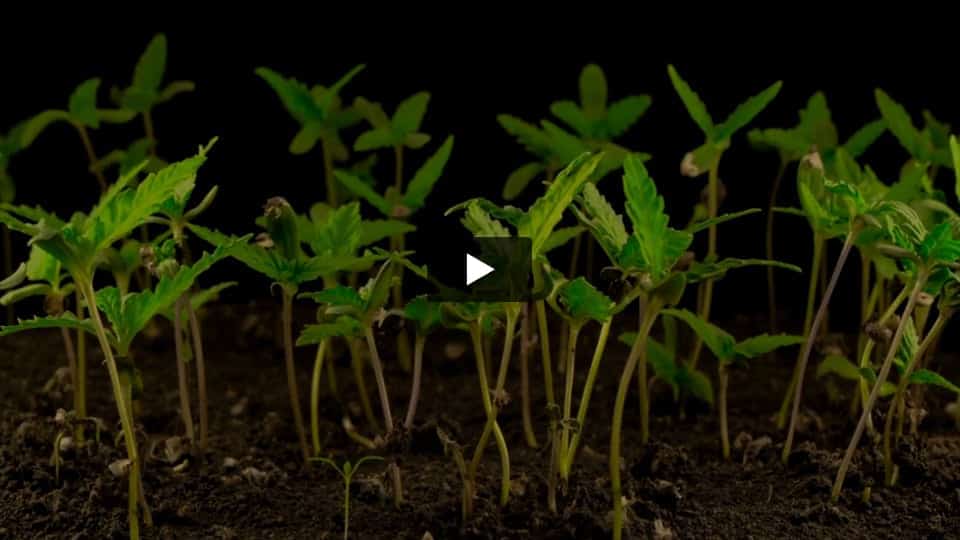 Video: Weeding Crasher Spain Bulk Seeds