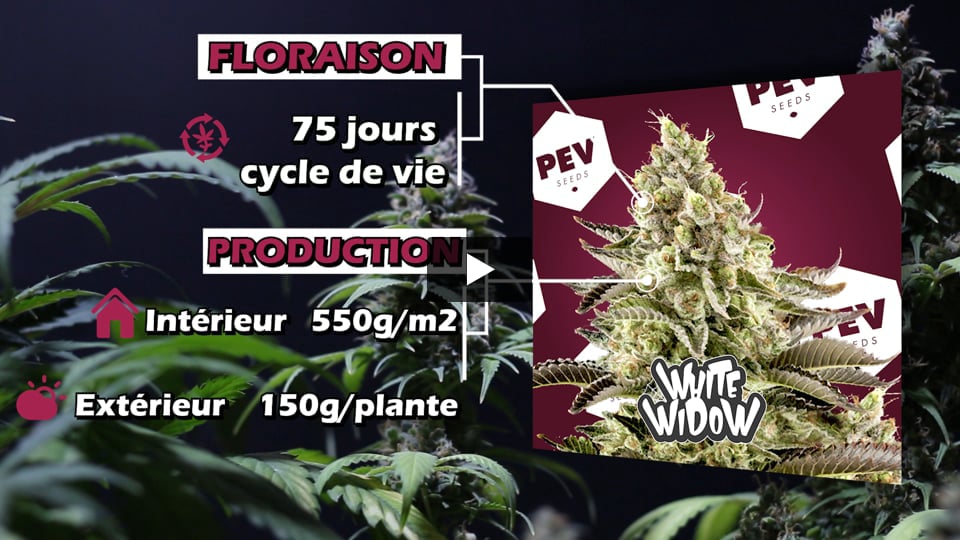 Vidéo: White Widow Auto PEV Seeds