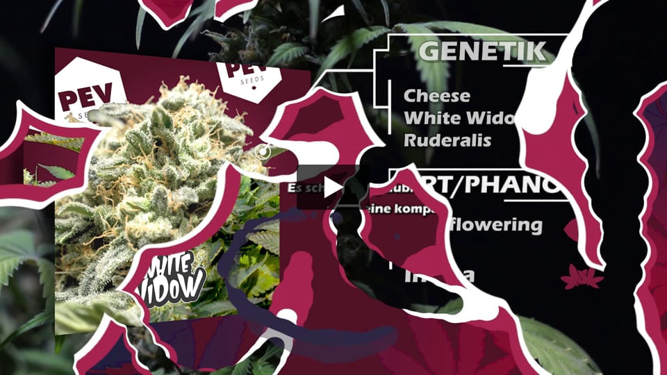 Video: White Widow Auto PEV Seeds