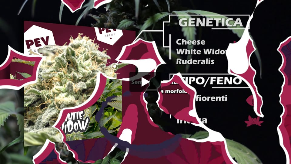 Video: White Widow Auto PEV Seeds