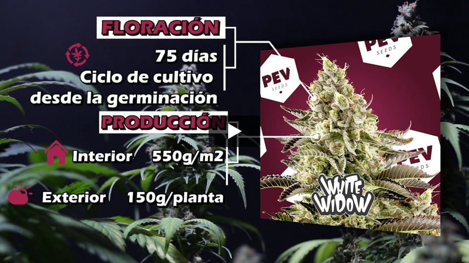 Vídeo: White Widow Auto PEV Seeds