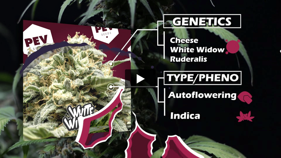 Video: White Widow Auto PEV Seeds