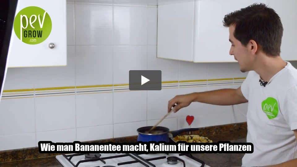 Video: Wie man Bananentee macht, Kalium für unsere Pflanzen