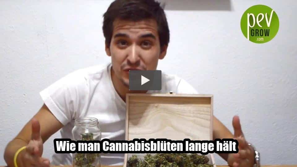 Video: Wie man Cannabisblüten lange hält