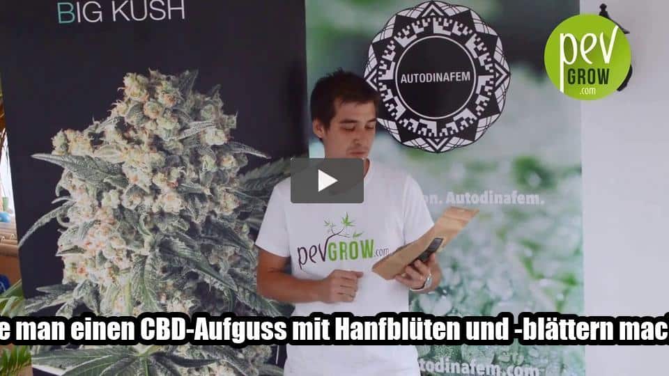 Video: Wie man einen CBD-Aufguss mit Hanfblüten und -blättern macht.