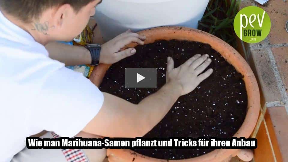 Video: Wie man Marihuana-Samen pflanzt und Tricks für ihren Anbau