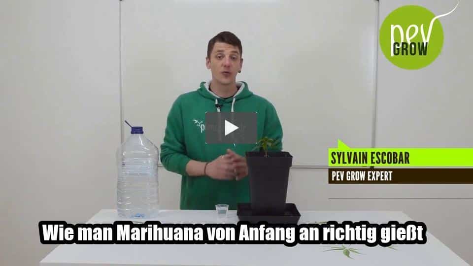 Video: Wie man Marihuana von Anfang an richtig gießt