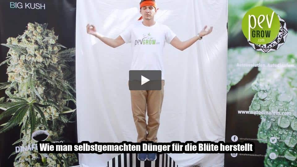 Video: Wie man selbstgemachten Dünger für die Blüte herstellt