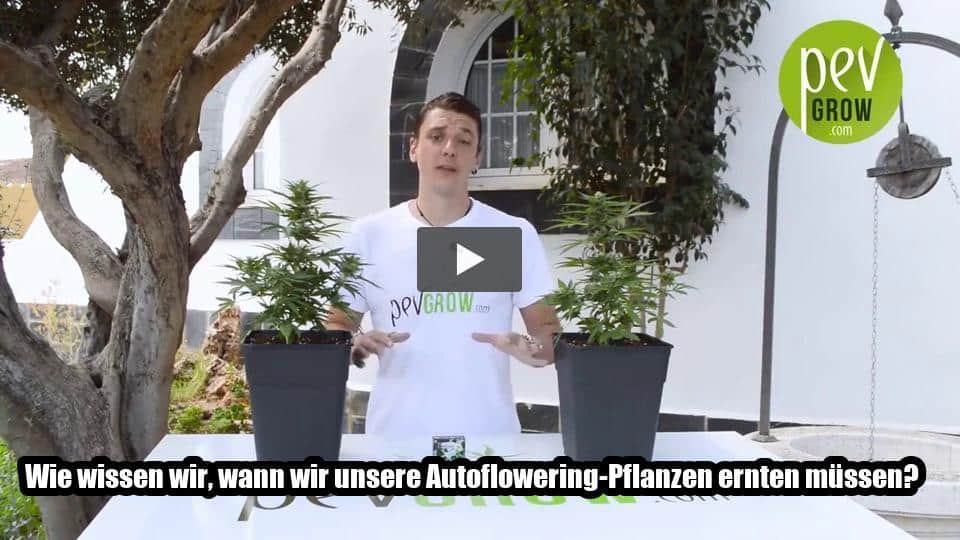 Video: Wie wissen wir, wann wir unsere Autoflowering-Pflanzen ernten müssen?