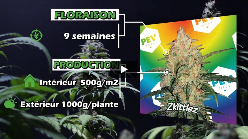 Vidéo: Zkittlez Pev Seeds