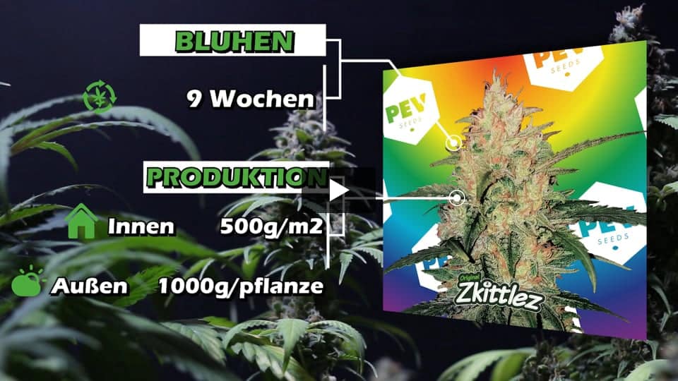 Video: Zkittlez Pev Seeds