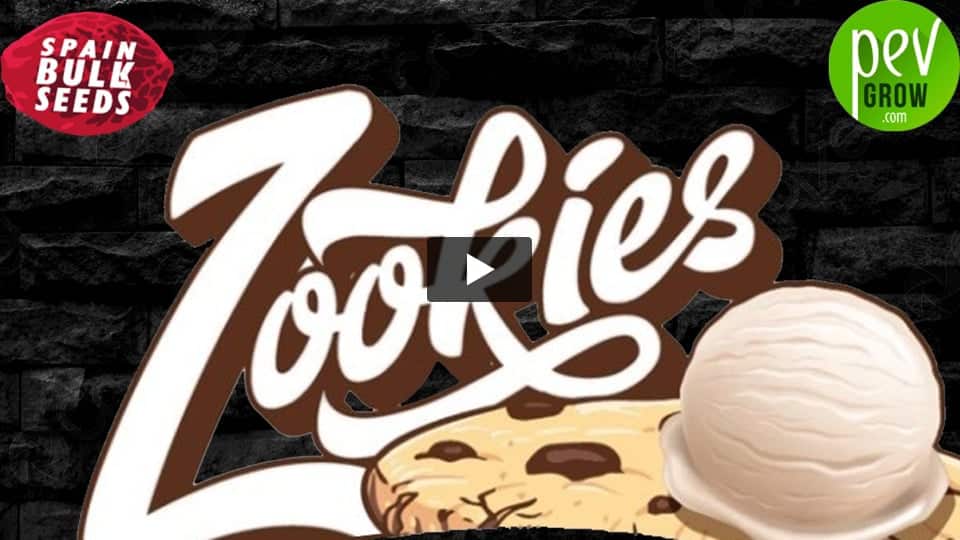 Video: ZOOKIES Spain Bulk Seeds