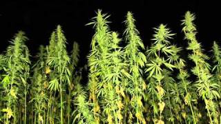 In Ketama wird hauptsächlich Cannabis Indica angebaut
