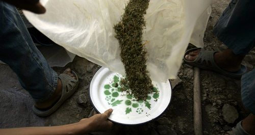 Récolte du cannabis, entre septembre y octobre