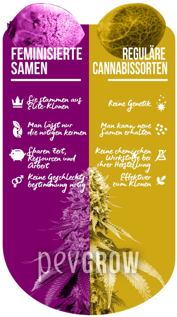 Infografik über die Vorteile von feminisierten und regulären Cannabissamen*