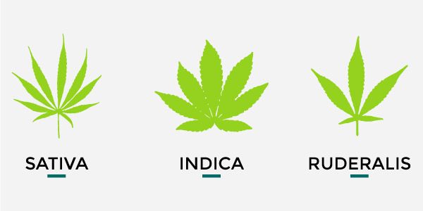 The genotypes of marijuana can be classified into three groups