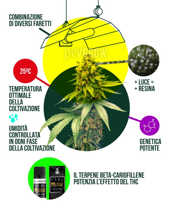 Illustrazione che mostra i parametri ideali per la coltivazione di cannabis indoor *
