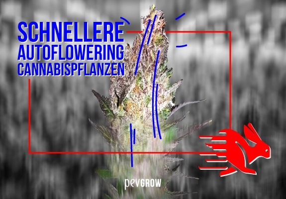 Bild einer Cannabispflanze und eines rennenden Hasen