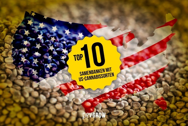 Die 10 besten Samenbanken mit US-Cannabissorten