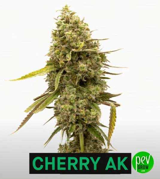 Cherry AK