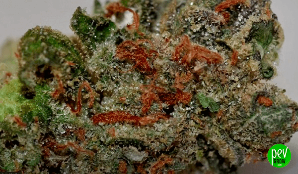 Cherry Chem