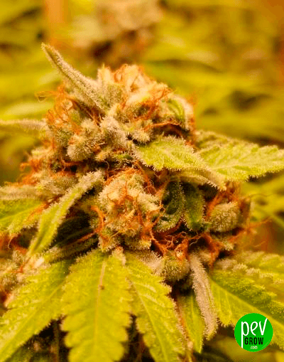 Cherry Diesel