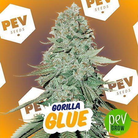 Gorilla Glue PEV Bank