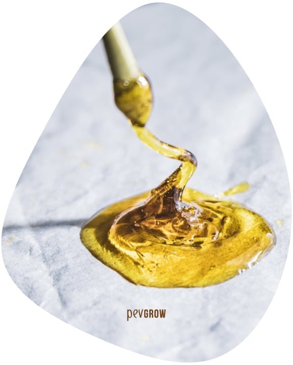 Image where you can see how the rosin is removed from the paper with the help of a dab*