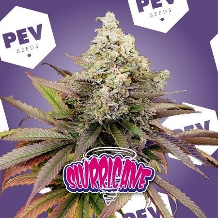 Best California marijuana strains