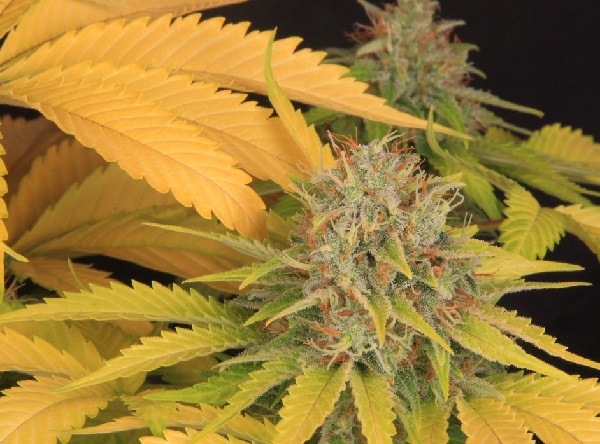 Cannabis chlorosis doesn't have to be a bad thing.