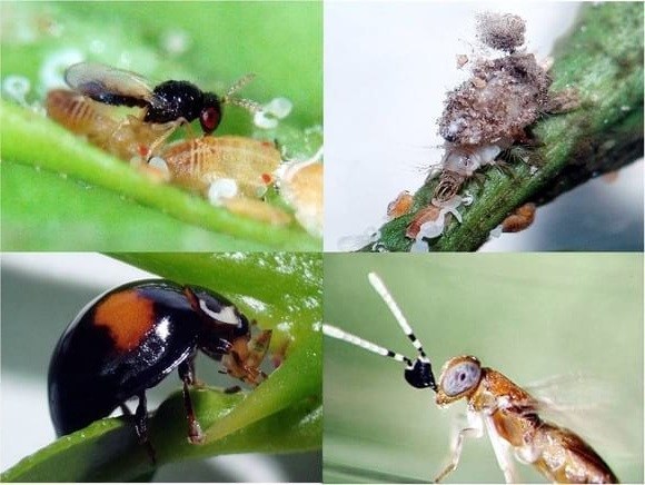 Parasitoïde de du Psylle asiatique des agrumes (Tamarixia radiata).