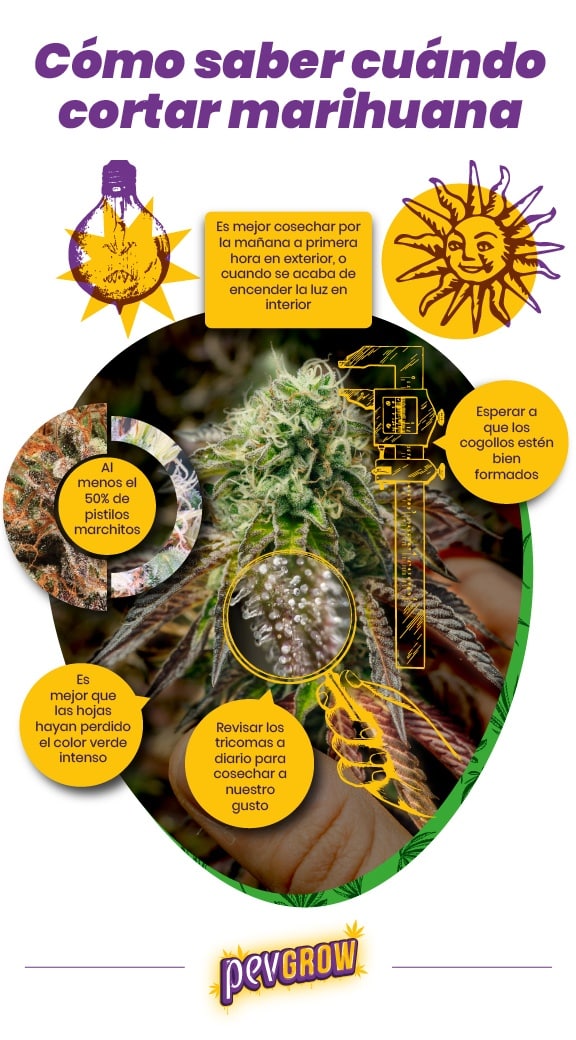 *Infografía que indica los factores a tener en cuenta para cosechar marihuana en el mejor momento*