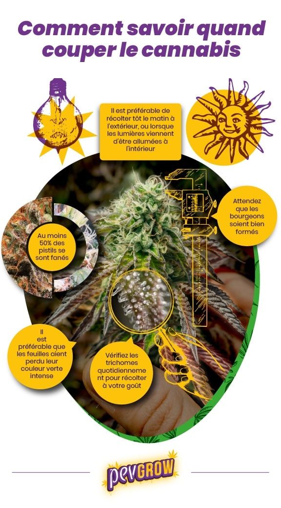*Infographie montrant les facteurs à prendre en compte pour récolter le cannabis au meilleur moment*.