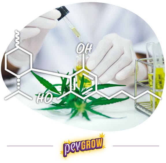 Structure moléculaire de H4CBD