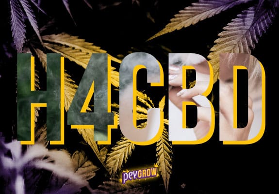 Letras H4CBD sobre un fondo de hojas de marihuana