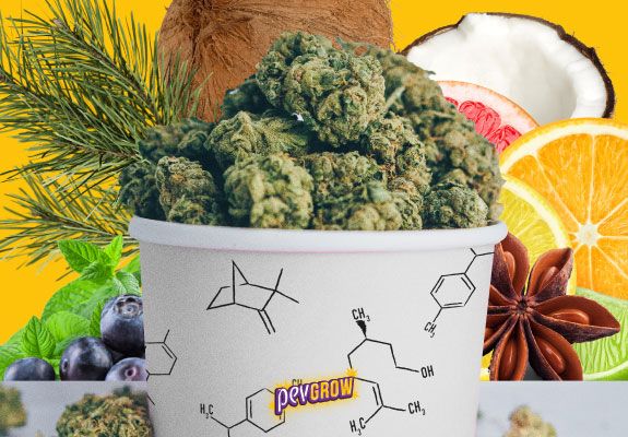 Un barattolo pieno di marijuana e come sfondo un'immagine con frutta, erbe e spezie che rappresentano i terpeni.