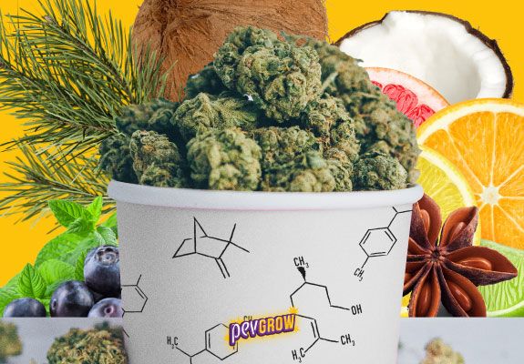 Un tarro repleto de marihuana y como fondo imagen con frutas, hierbas y especias representando los terpenos