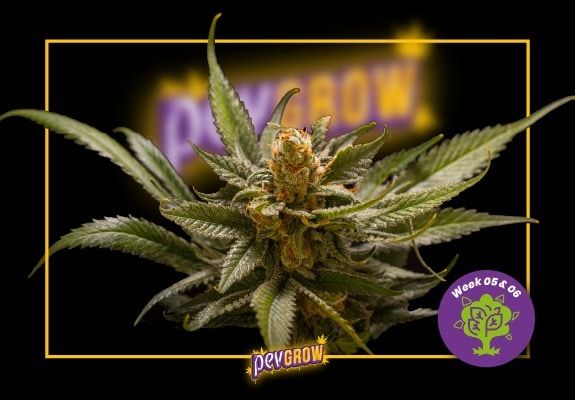 Semanas 5 y 6 de la floración del cannabis