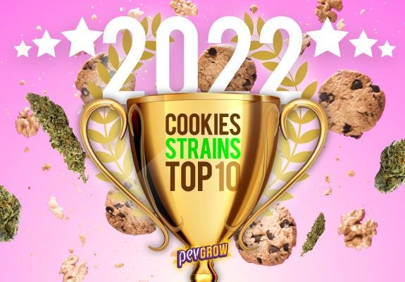 Immagine di una tazza di cannabis con gemme e biscotti intorno, che simboleggia i migliori ceppi di Cookies dell'anno 2022.