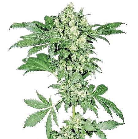 Imagen de la Afghani#1 de Sensi Seeds*