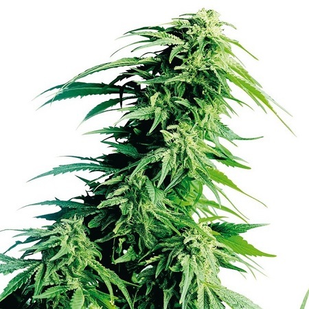 Fotografía de catálogo de la variedad Hindu Kush*