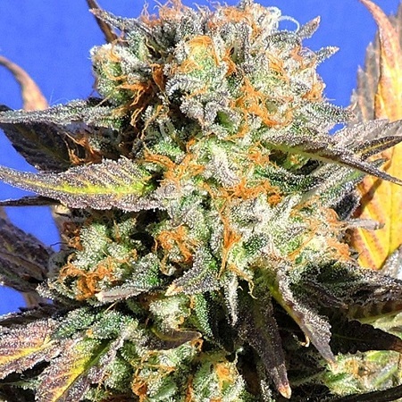 Awesome Granddaddy Purple weed strain , review and info